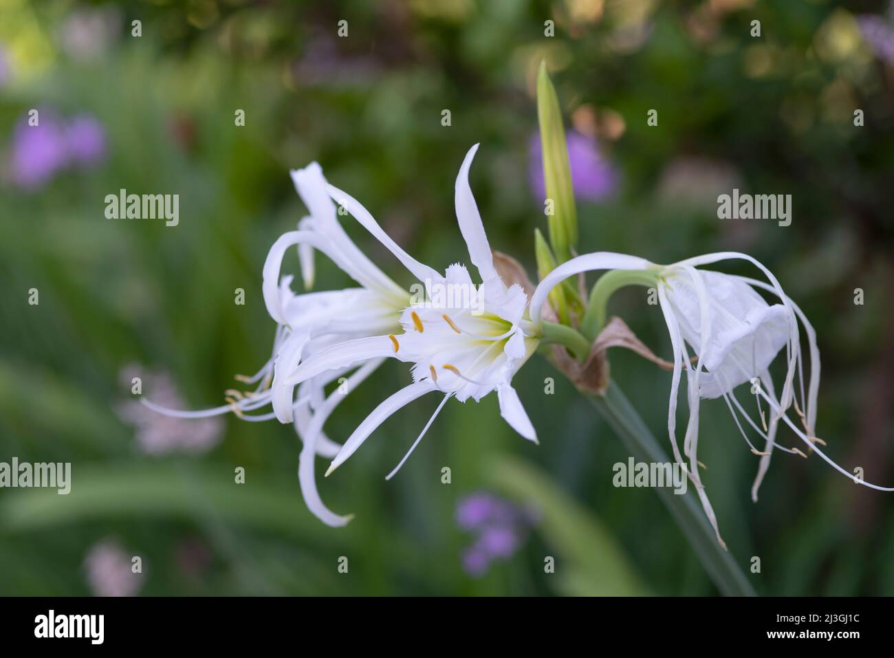 Hymenocallis Festalis - Peruvian Daffodil - Giglio ragno Foto Stock