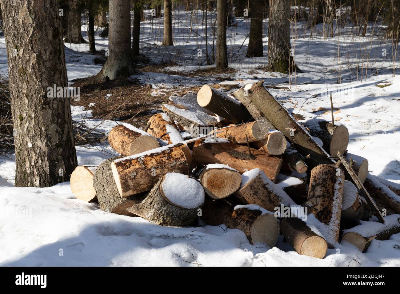 Legna da ardere appena tagliata in un mucchio in primavera con neve non fusa Foto Stock