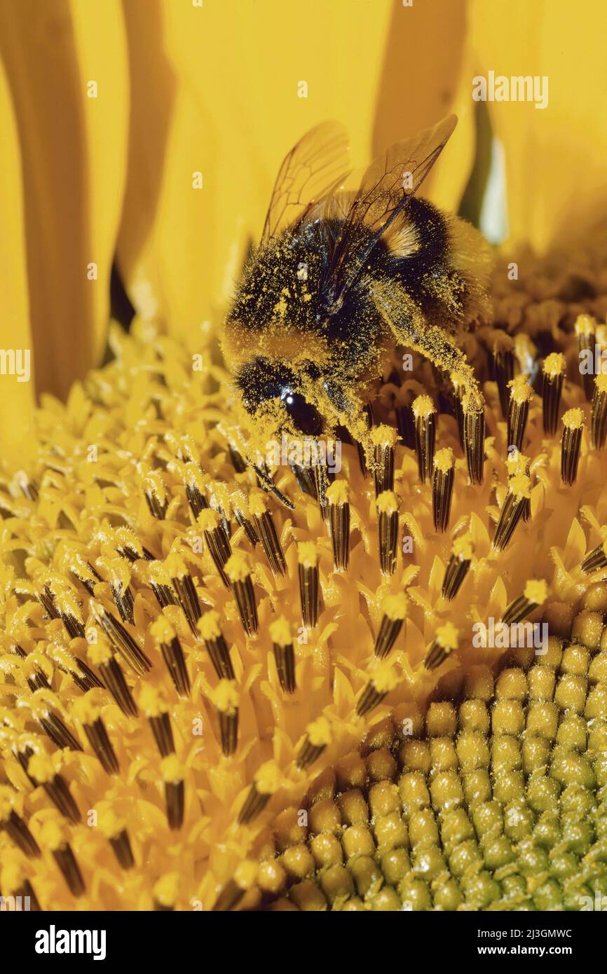 bumblebee coperto di polline si nutre di un girasole, Bombus terrestris, Apidi Foto Stock