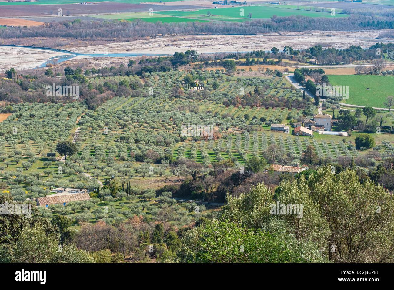 Francia, Alpi dell'alta Provenza, Parco Naturale Regionale del Luberon, Lurs, villaggio arroccato sopra la valle media della Durance, uliveto ai piedi del villaggio Foto Stock