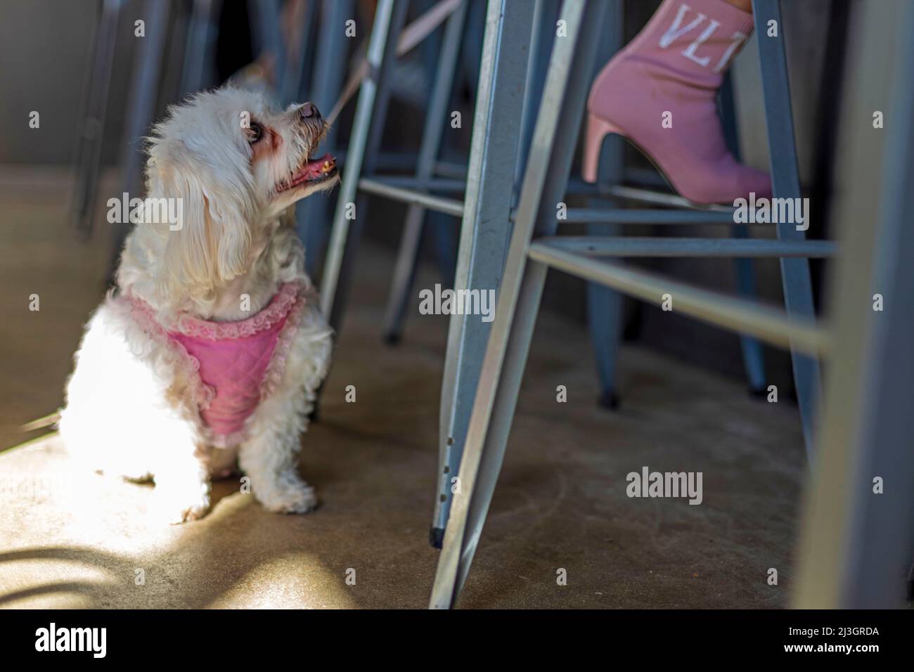 Stati Uniti, Florida, Miami, un piccolo cucino che si abbina agli stivali Fashionista del suo maestro Foto Stock