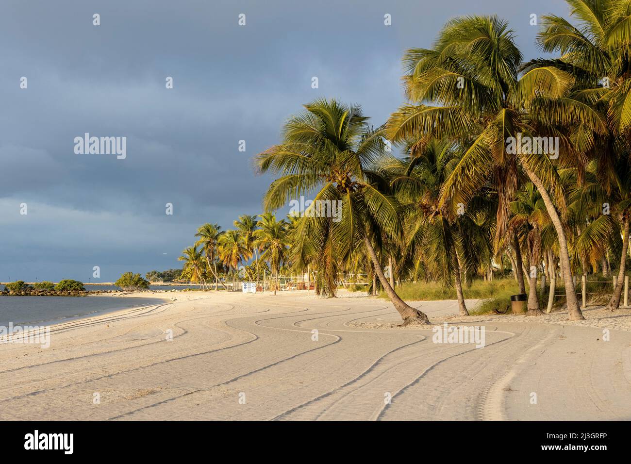 Stati Uniti, Florida, Key West, spiaggia di sabbia bianca e albero di cocco all'alba Foto Stock