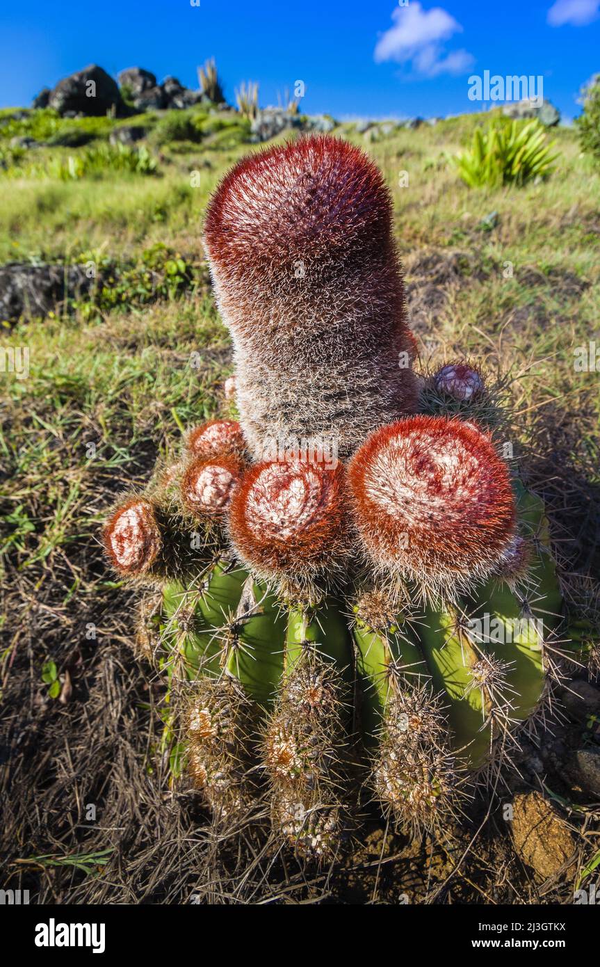 America, Caraibi, piccole Antille, Antille francesi Occidentali, Saint-Martin, Oyster Pond, cactus Tèt a l'anglé (Melocactus intortus) endemico delle Indie Occidentali francesi e in pericolo, elencato nella lista rossa dell'Unione Internazionale per la conservazione della natura Foto Stock