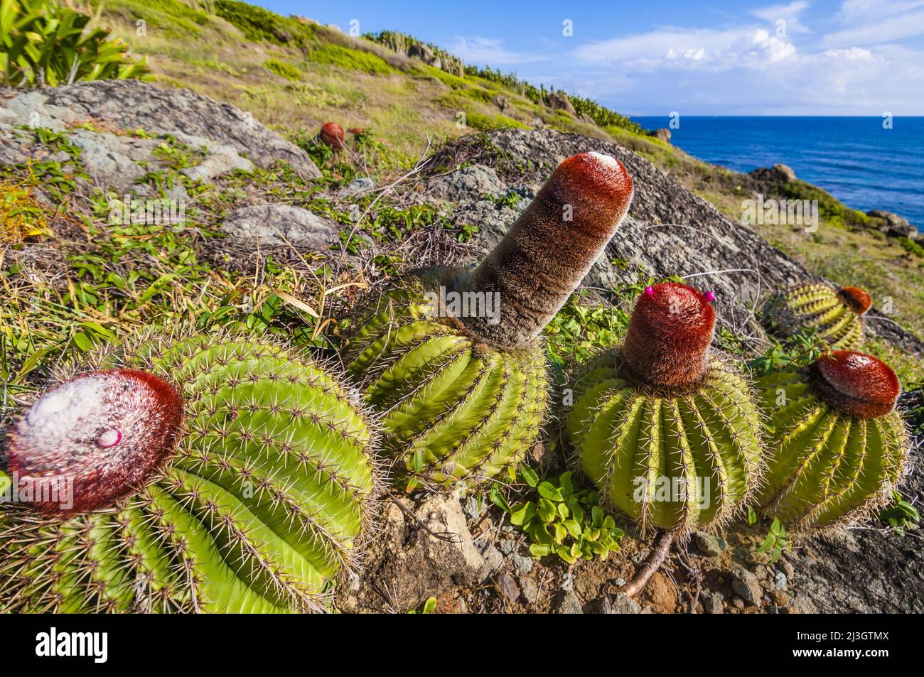 America, Caraibi, piccole Antille, Antille francesi Occidentali, Saint-Martin, Oyster Pond, cactus Tèt a l'anglé (Melocactus intortus) endemico delle Indie Occidentali francesi e in pericolo, elencato nella lista rossa dell'Unione Internazionale per la conservazione della natura Foto Stock