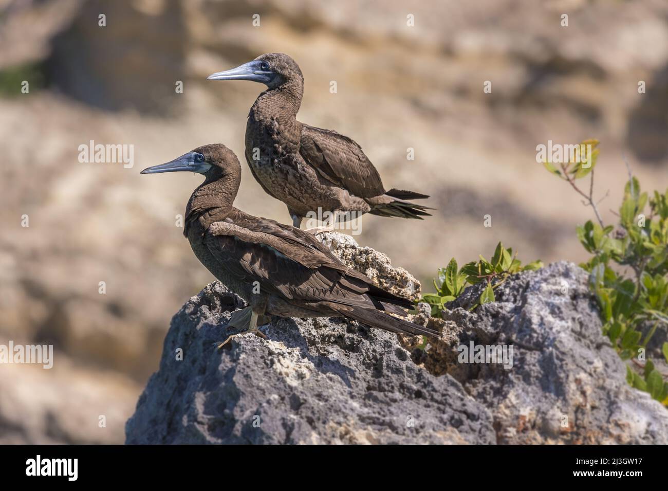 Francia, piccole Antille, Antille francesi, Saint-Martin, Riserva Naturale Nazionale, Tintamarre Island, Brown Boobies (Sula leucogaster) su una roccia erosa dalle onde Foto Stock
