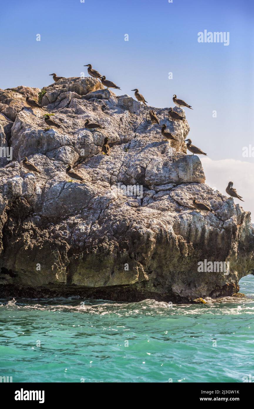Francia, piccole Antille, Antille francesi, Saint-Martin, Riserva Naturale Nazionale, Tintamarre Island, Brown Boobies (Sula leucogaster) su una roccia erosa dalle onde Foto Stock
