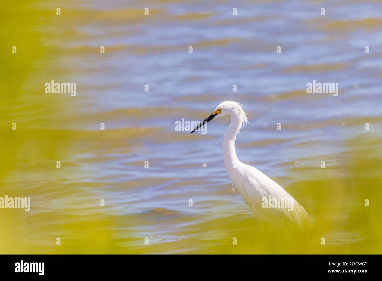 Francia, piccole Antille, Antille francesi, Saint-Martin, le Galion, Riserva Naturale Nazionale, osservazione e conteggio dell'avifauna alle Saline Orientali, Snowy Egret (Egretta thula) Foto Stock