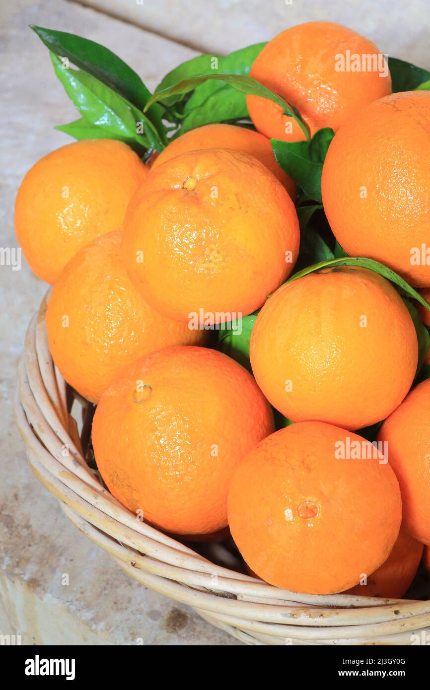 Malta, Ta' Wajwera, arance maltesi Foto Stock