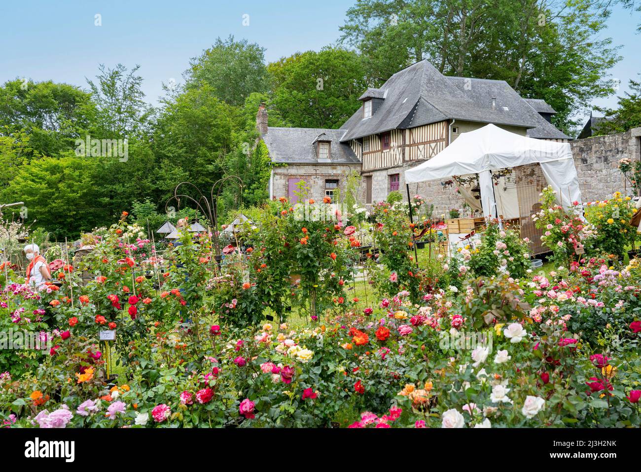 Francia, Seine Maritime, Veules les Roses, i più bei villaggi di Francia, la Rose en fête, una mostra e vendita di rose Foto Stock