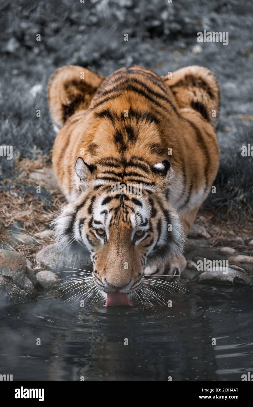 dalla natura austriaca. Foto Stock