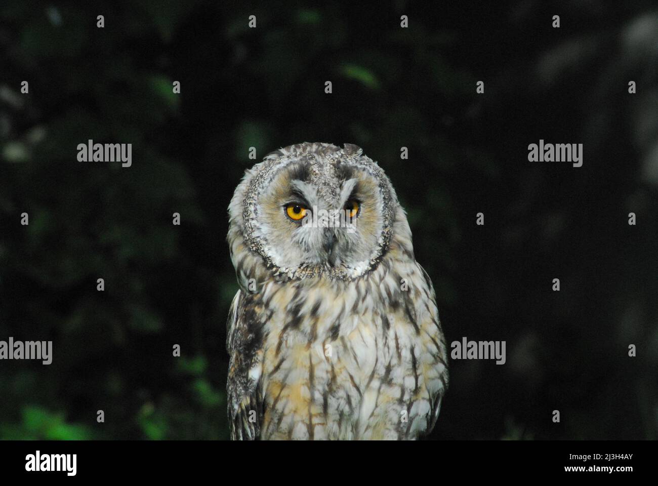 Primo piano di un bellissimo Tawny Owl arroccato su un ramo in una foresta vicino a Sligo, Irlanda. Foto Stock