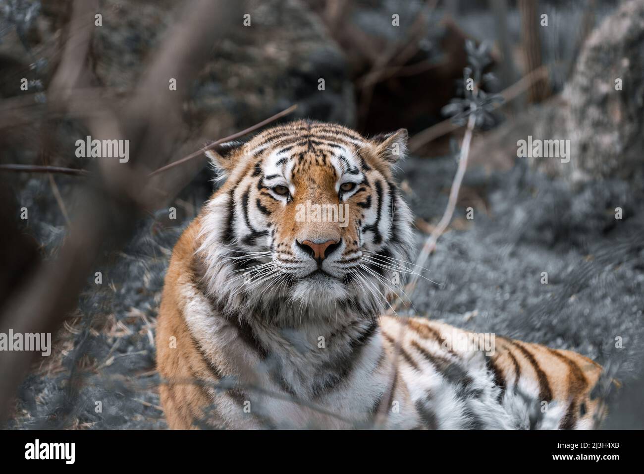 dalla natura austriaca. Foto Stock