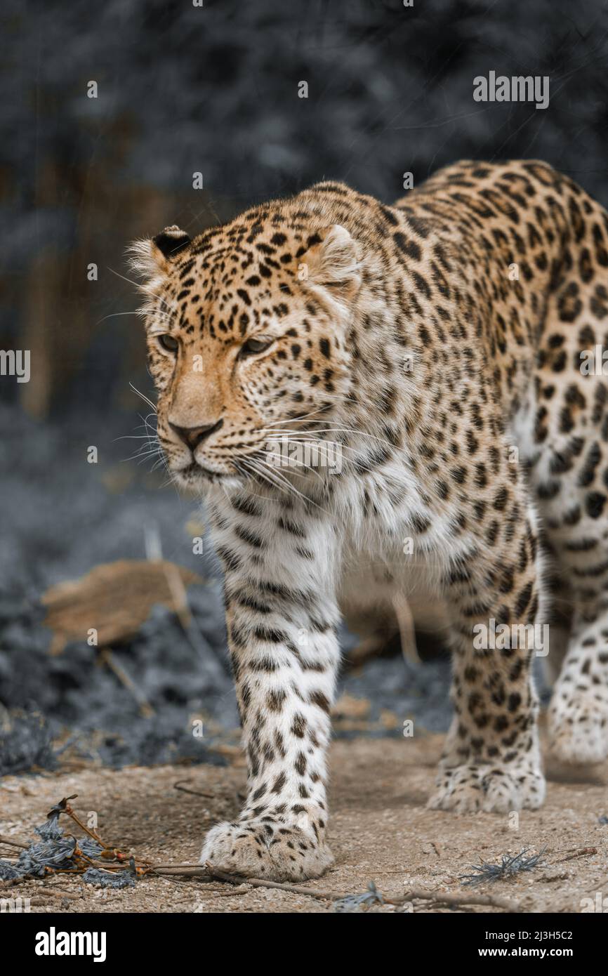 dalla natura austriaca. Foto Stock