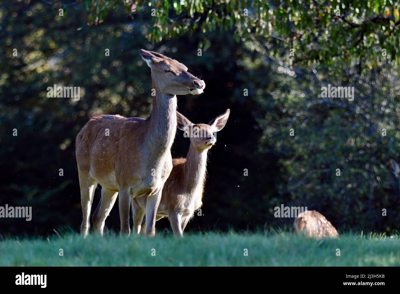 Francia, Doubs, mammifero, cervo rosso (Cervus elaphus), doe e il suo pegno Foto Stock