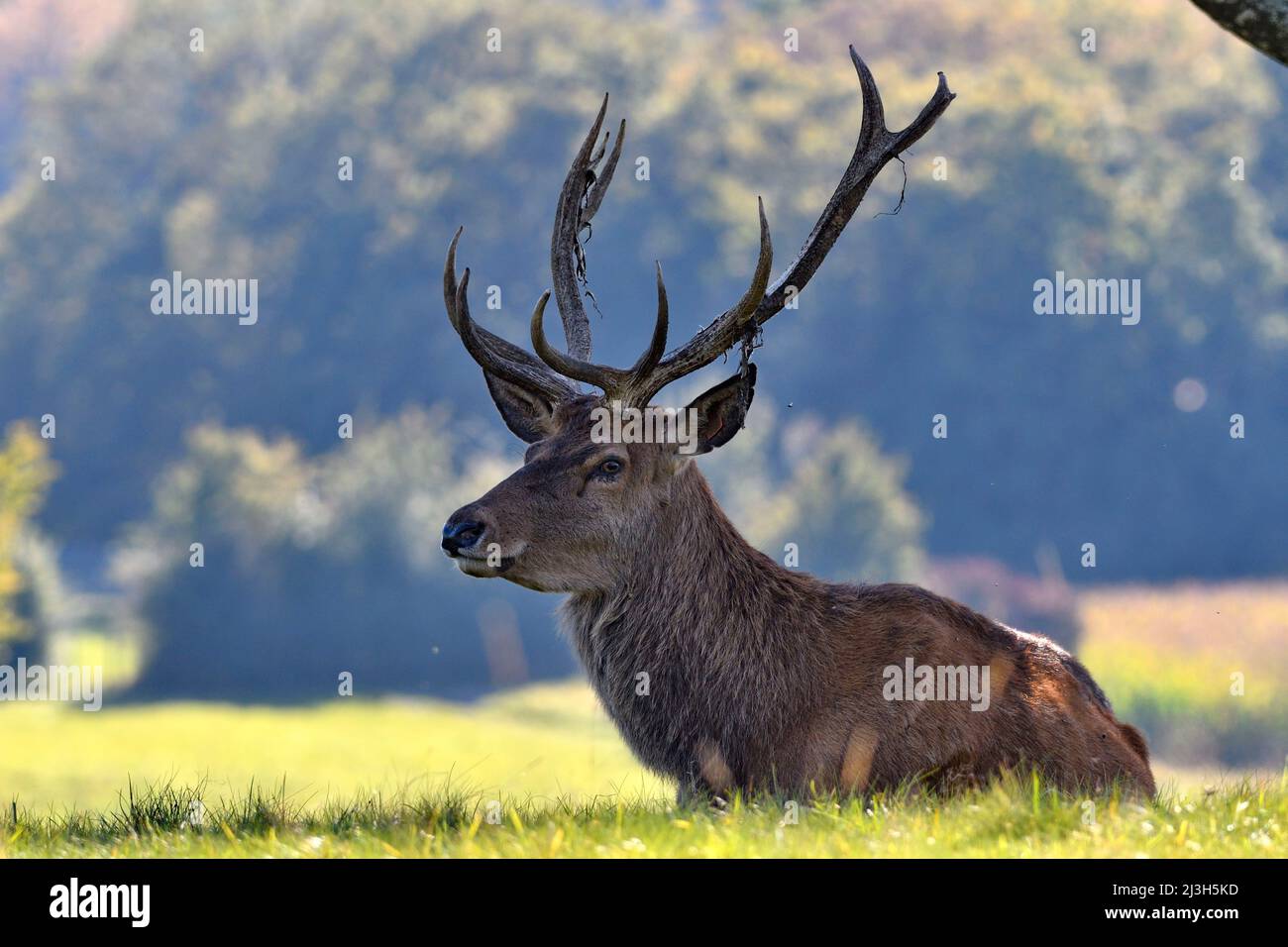 Francia, Doubs, mammifero, cervo rosso (Cervus elaphus), maschio Foto Stock