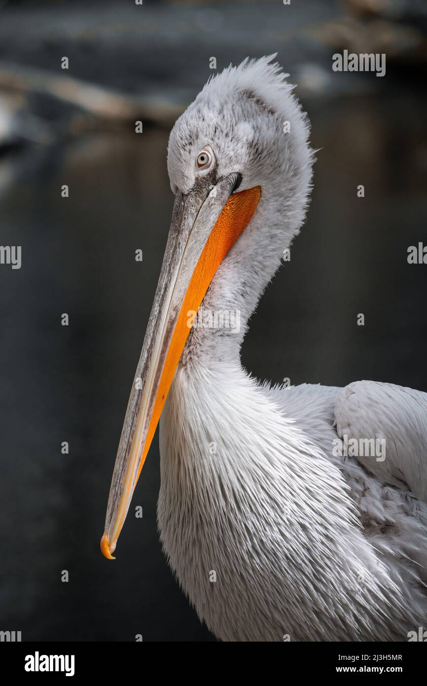 dalla natura austriaca. Foto Stock