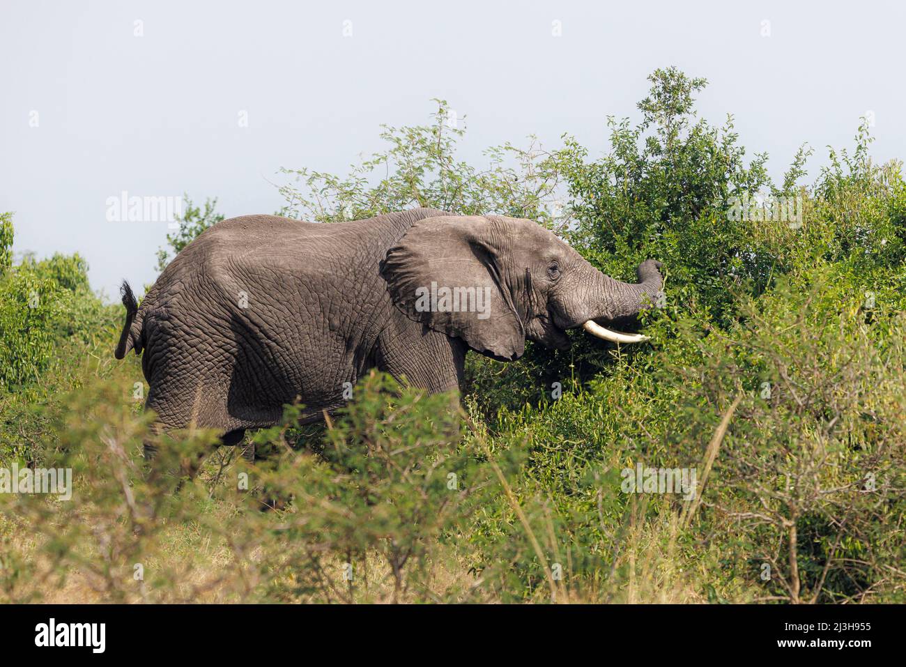 Uganda, distretto di Rubirizi, Katunguru, Parco Nazionale della Regina Elisabetta, elefante di savana Foto Stock