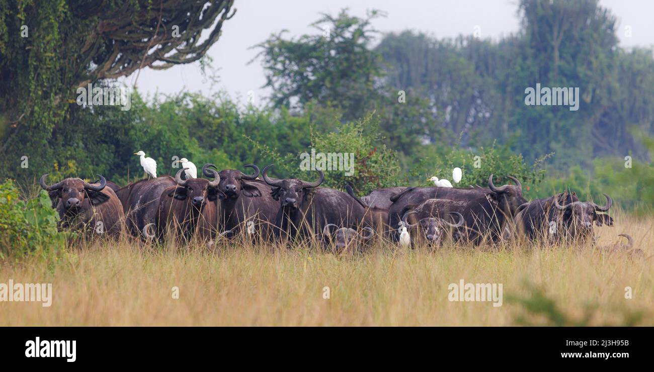 Uganda, distretto di Rubirizi, Katunguru, Parco Nazionale della Regina Elisabetta, bufalo africano Foto Stock