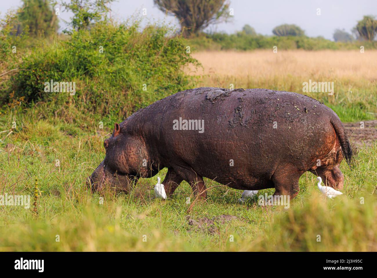 Uganda, distretto di Rubirizi, Katunguru, Parco Nazionale della Regina Elisabetta, Hippopotamus Foto Stock