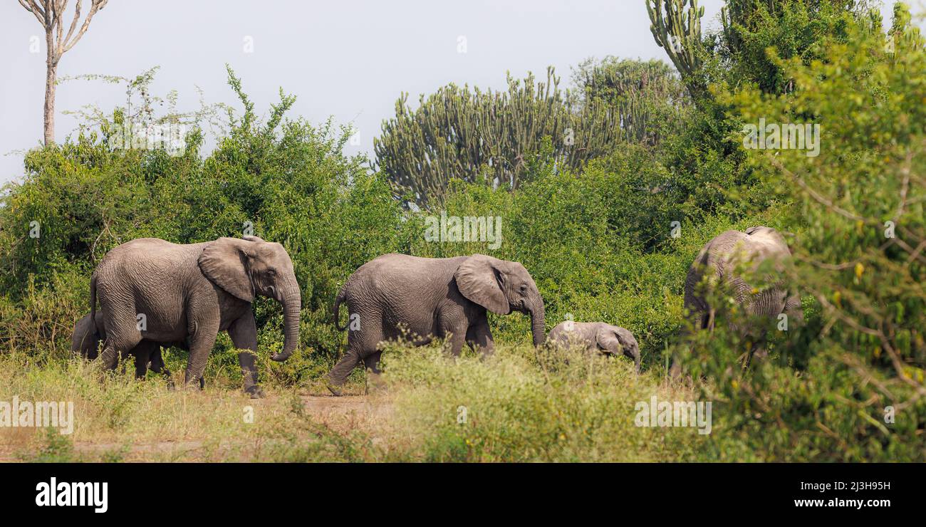 Uganda, distretto di Rubirizi, Katunguru, Parco Nazionale della Regina Elisabetta, elefante di savana e il suo bambino Foto Stock