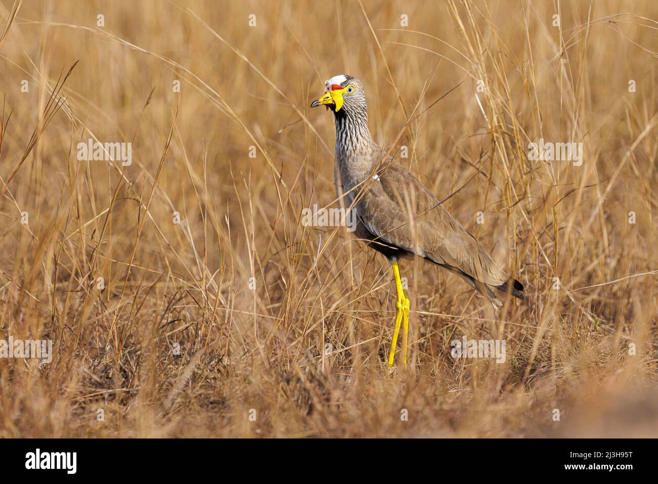 Uganda, distretto di Rubirizi, Katunguru, Parco Nazionale della Regina Elisabetta, lappatura wattled africana Foto Stock