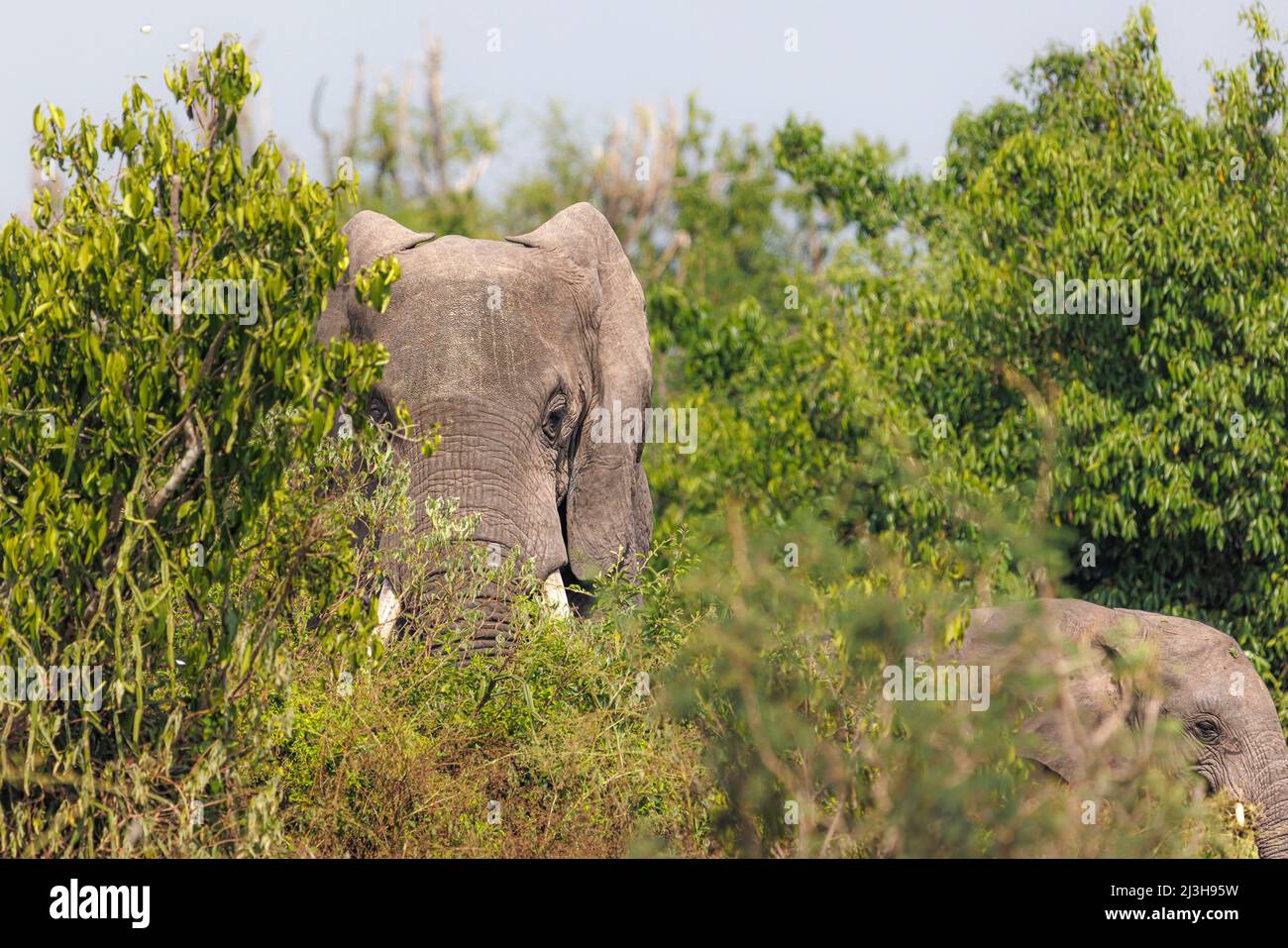 Uganda, distretto di Rubirizi, Katunguru, Parco Nazionale della Regina Elisabetta, elefante di savana Foto Stock