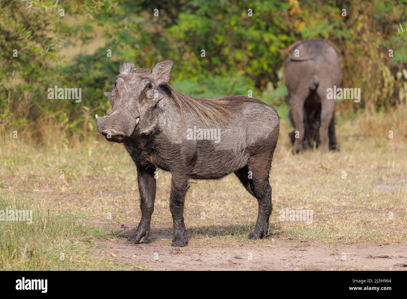 Uganda, distretto di Rubirizi, Katunguru, Parco Nazionale della Regina Elisabetta, Warthog Foto Stock