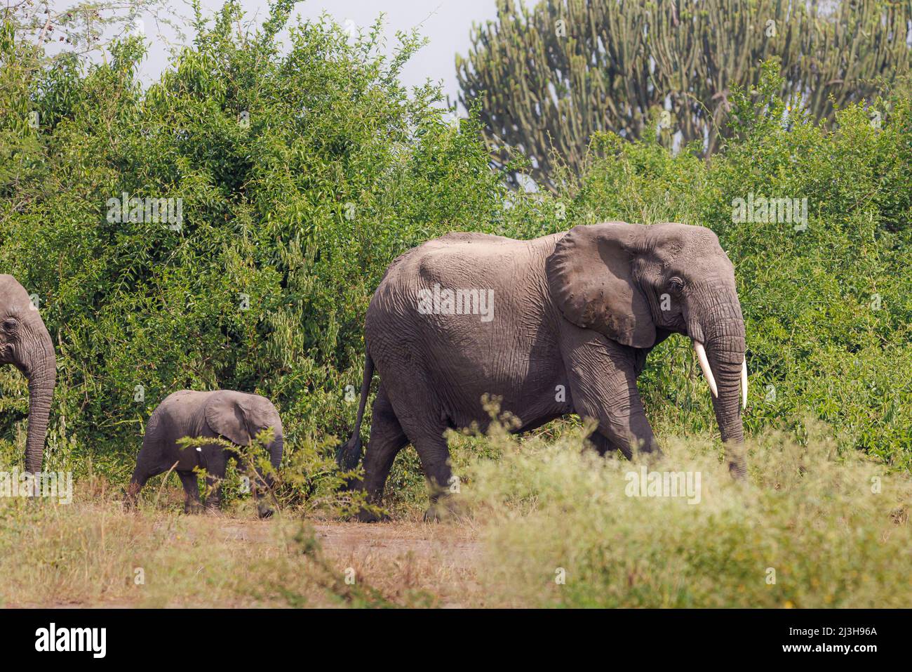 Uganda, distretto di Rubirizi, Katunguru, Parco Nazionale della Regina Elisabetta, elefante di savana e il suo bambino Foto Stock