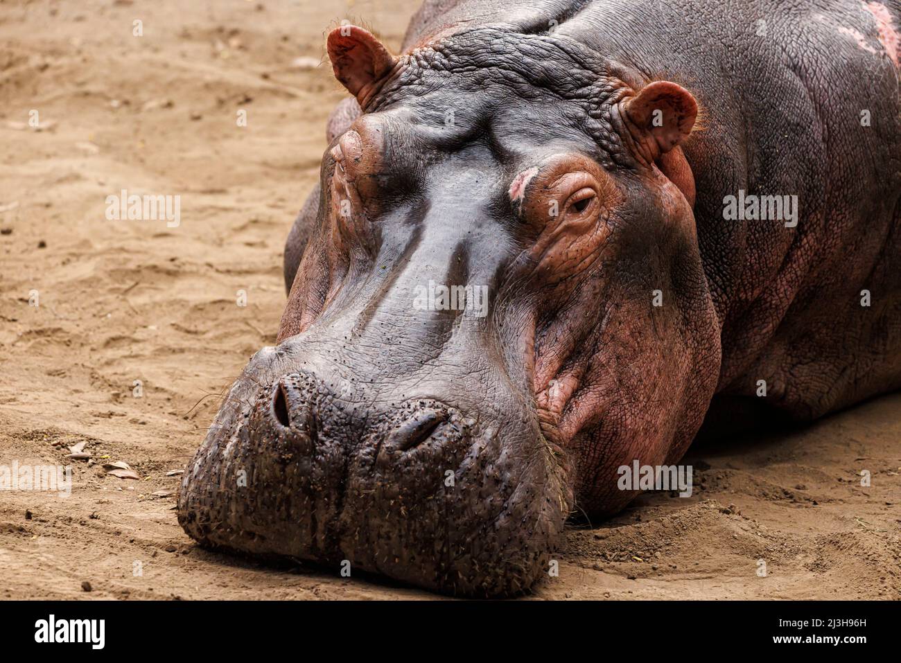 Uganda, distretto di Rubirizi, Katunguru, Parco Nazionale della Regina Elisabetta, Hippopotamus Foto Stock