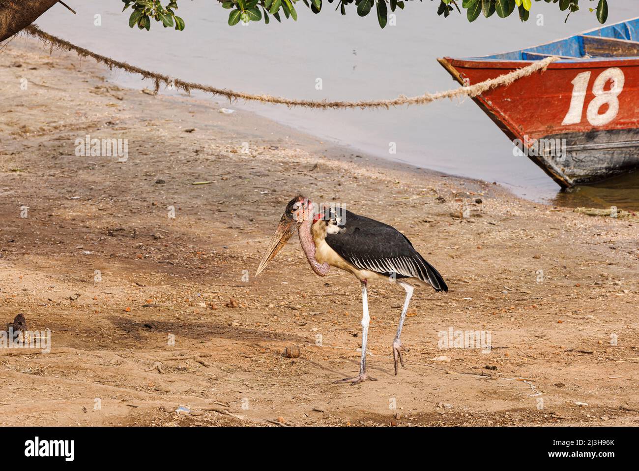 Uganda, distretto di Rubirizi, Katunguru, Parco Nazionale della Regina Elisabetta, Marabou Stork Foto Stock