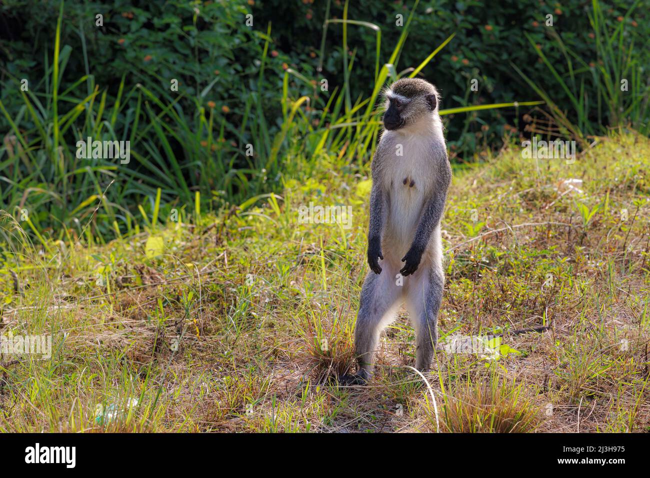 Uganda, distretto di Rubirizi, Katunguru, Parco Nazionale della Regina Elisabetta, scimmia vervet Foto Stock