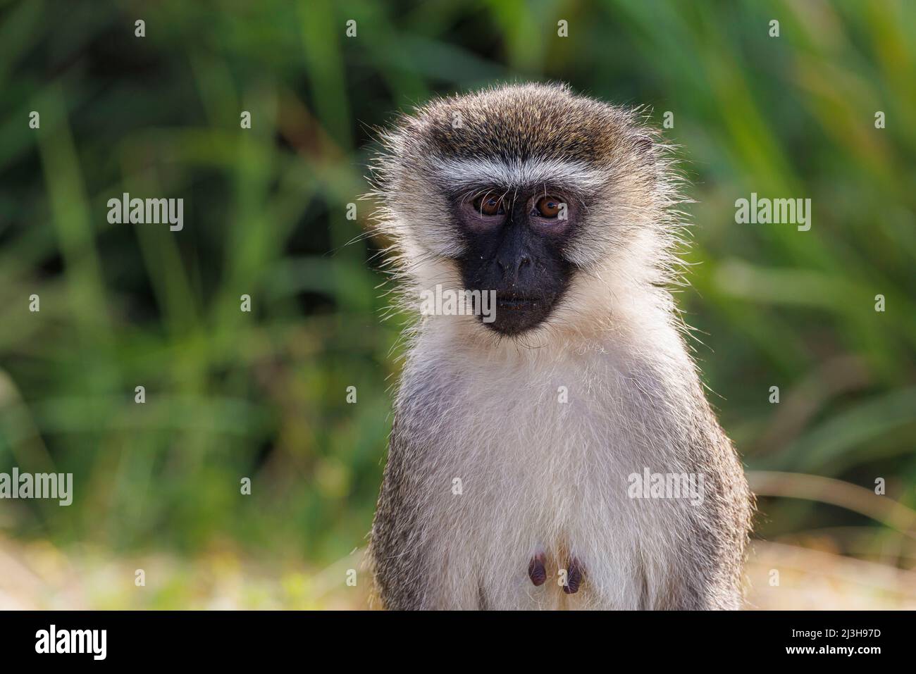 Uganda, distretto di Rubirizi, Katunguru, Parco Nazionale della Regina Elisabetta, scimmia vervet Foto Stock