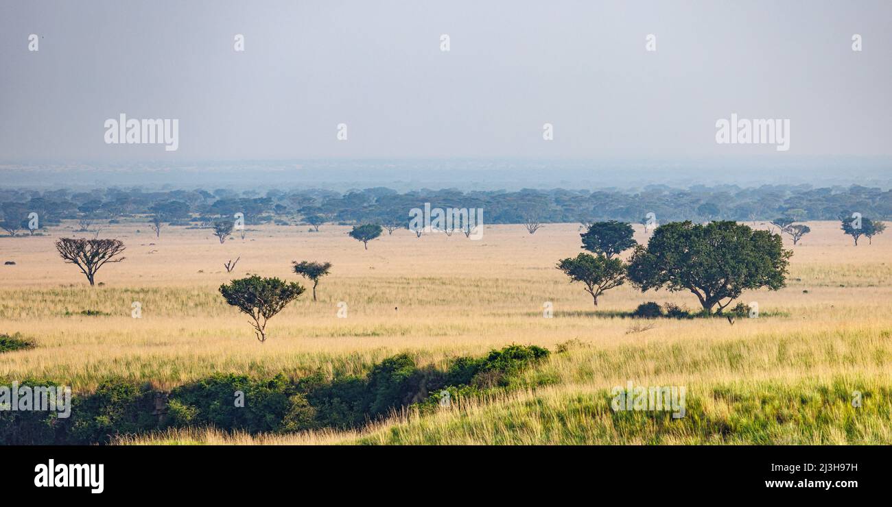 Uganda, distretto di Rubirizi, Katunguru, Parco Nazionale della Regina Elisabetta, savana Foto Stock