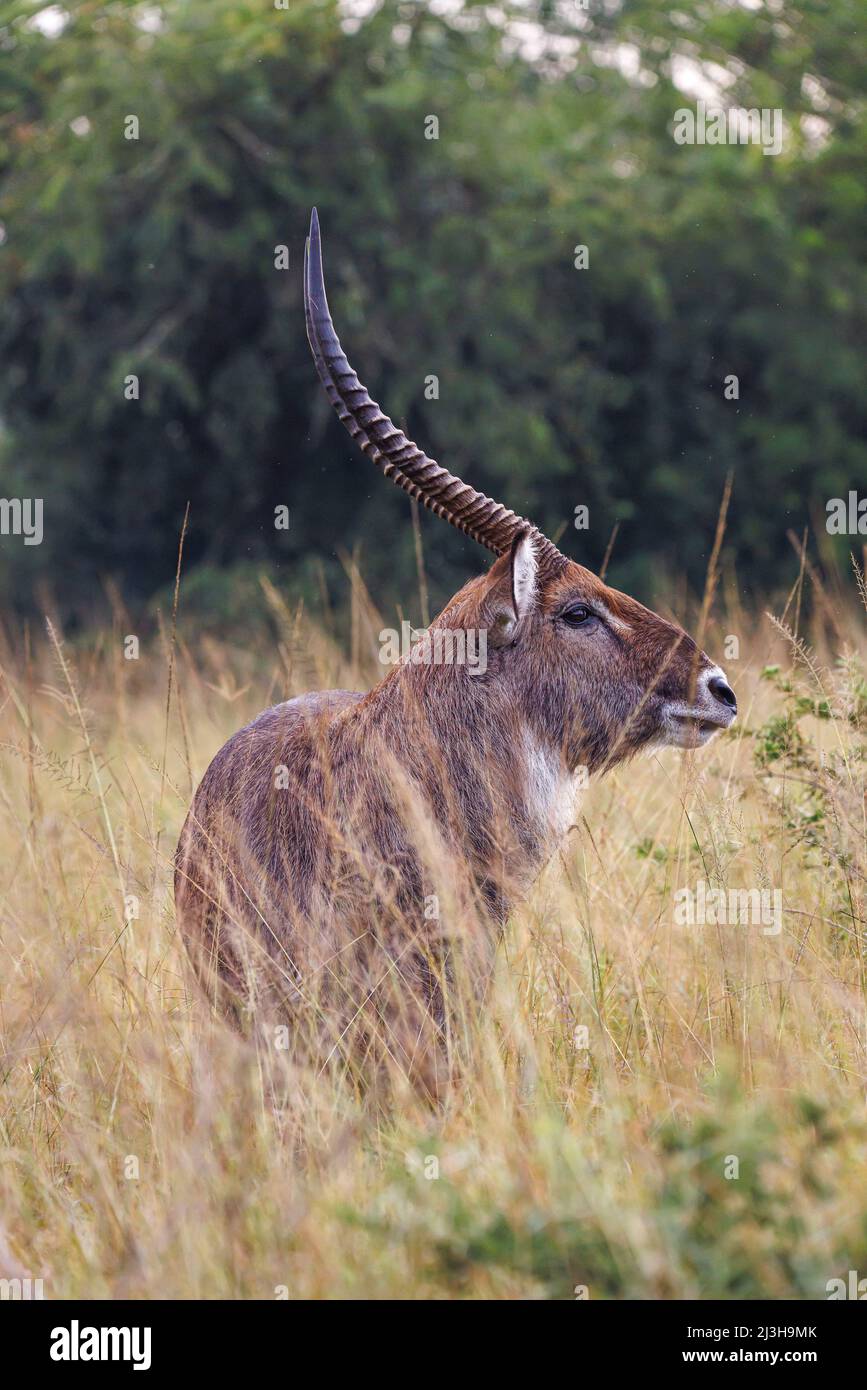 Uganda, distretto di Mbarara, Mburo, parco nazionale del lago di Mburo, waterbuck Foto Stock