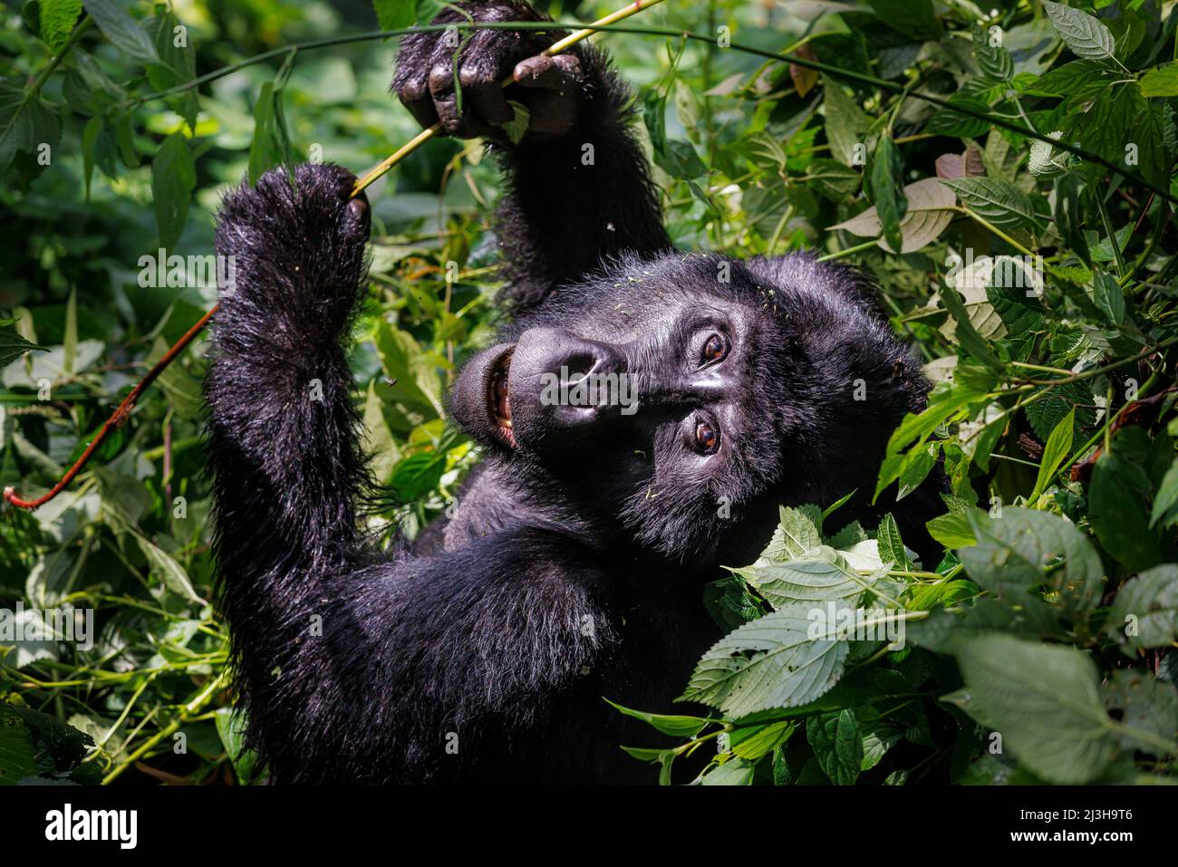 Uganda, distretto di Kanungu, Ruhija, Parco Nazionale impenetrabile di Bwindi, patrimonio mondiale dell'UNESCO, gorilla di montagna Foto Stock