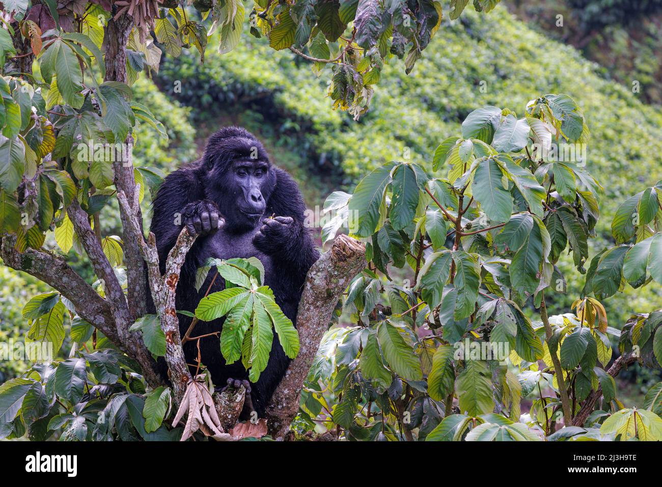 Uganda, distretto di Kanungu, Ruhija, Parco Nazionale impenetrabile di Bwindi, patrimonio mondiale dell'UNESCO, gorilla di montagna Foto Stock