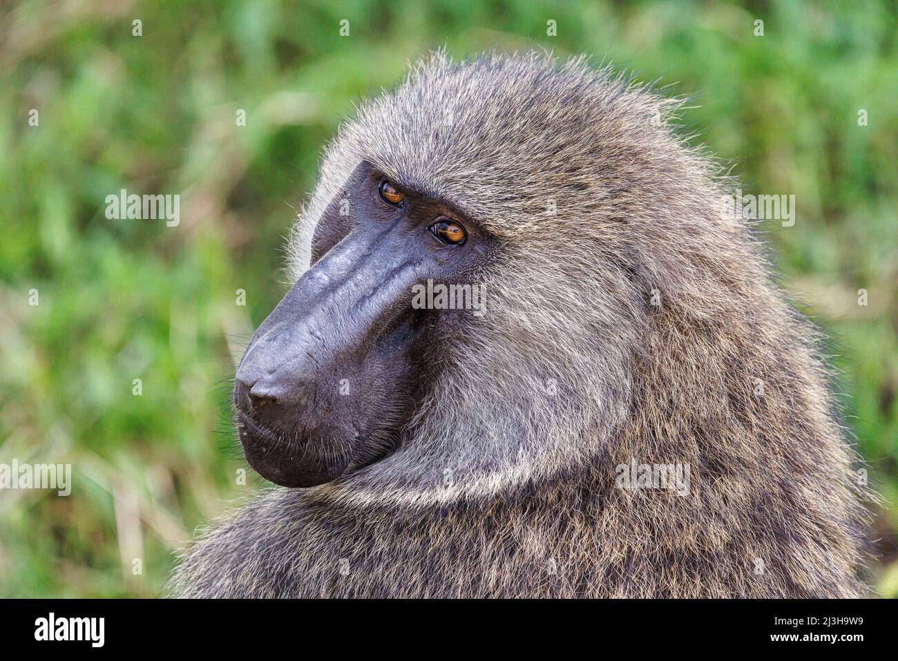 Uganda, distretto di Rubirizi, Katunguru, Parco Nazionale della Regina Elisabetta, baboon Foto Stock