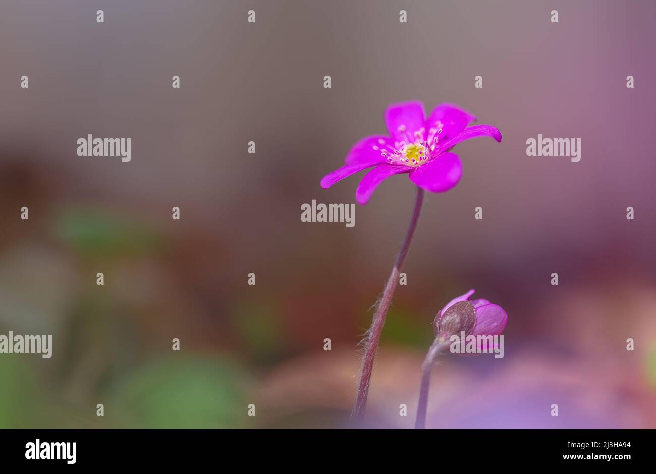 Liverwort Hepatica nobilis fiori su un terreno forestale nel pomeriggio di sole. Primavera fiori viola Hepatica nobilis nella foresta. Fiori rosa di Foto Stock