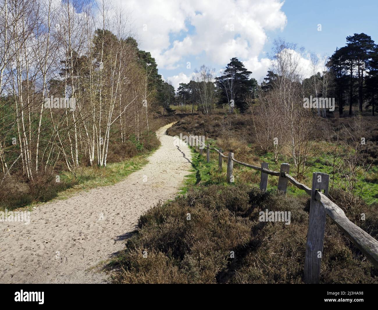 Percorso sabbioso attraverso alberi a Wisley e Ockham Common, Chatley Heath, Surrey, Regno Unito. Foto Stock