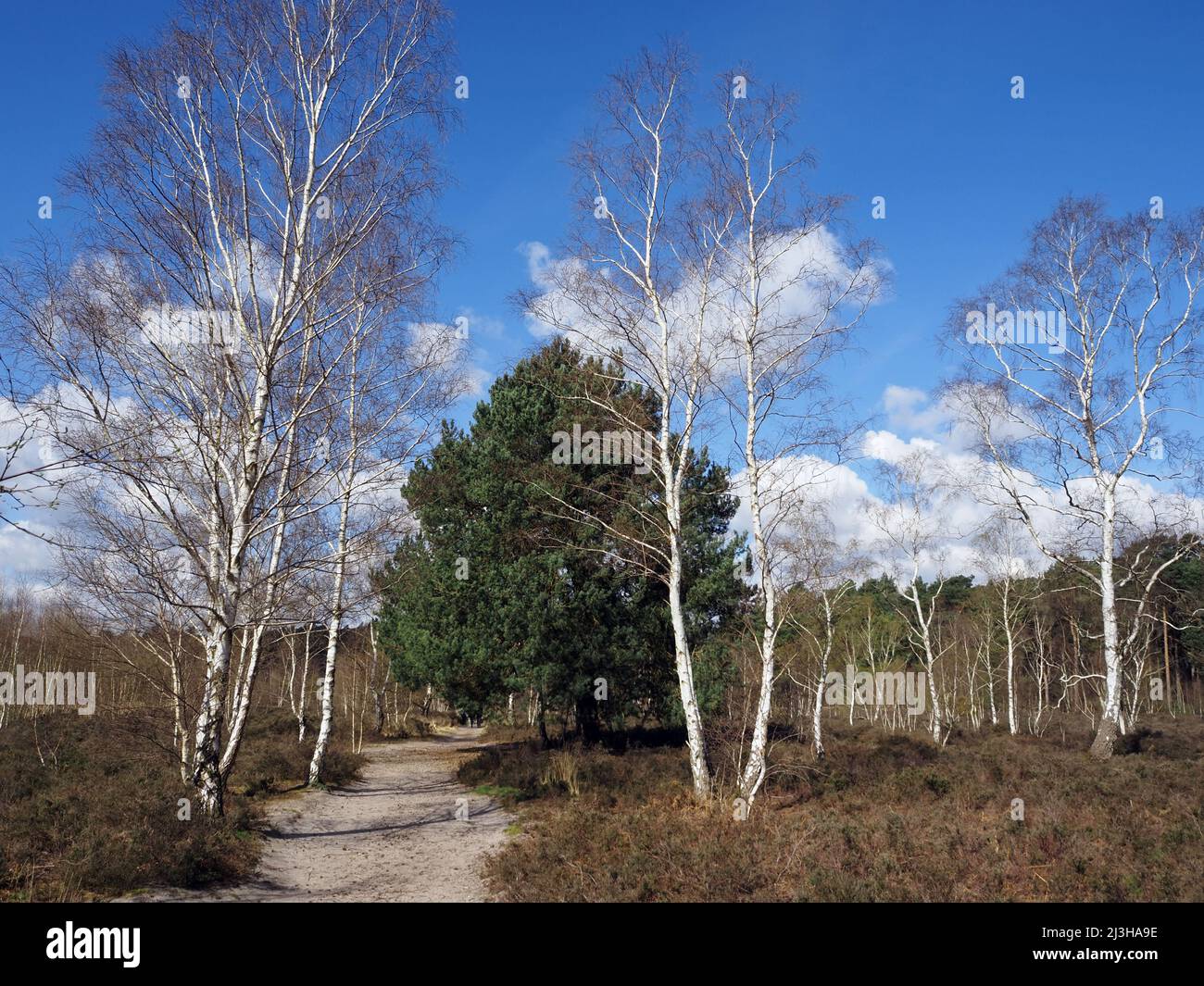 Alberi a Wisley e Ockham Common, Chatley Heath, Surrey, Regno Unito. Foto Stock