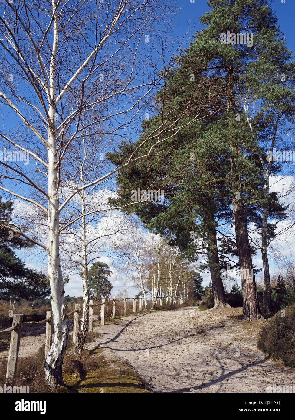 Alberi a Wisley e Ockham Common, Chatley Heath, Surrey, Regno Unito. Foto Stock