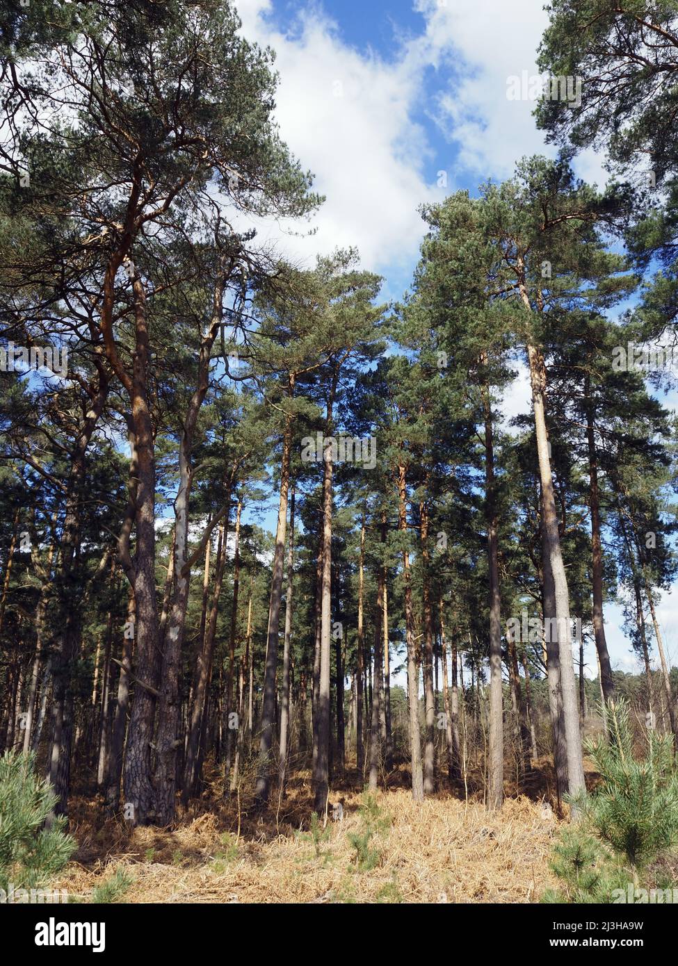 Alberi a Wisley e Ockham Common, Chatley Heath, Surrey, Regno Unito. Foto Stock