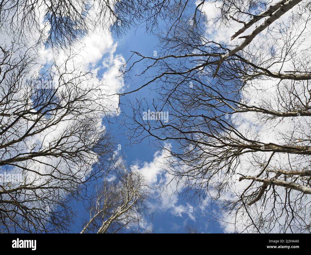 Guardando verso l'alto il cielo attraverso alberi di betulla d'argento a Wisley e Ockham Common, Chatley Heath, Surrey, Regno Unito. Foto Stock