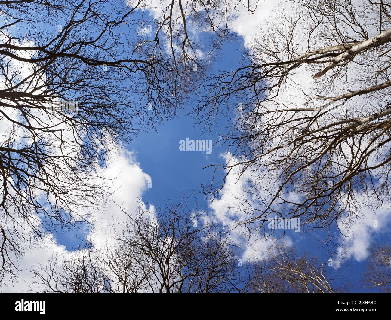 Guardando verso l'alto il cielo attraverso alberi di betulla d'argento a Wisley e Ockham Common, Chatley Heath, Surrey, Regno Unito. Foto Stock