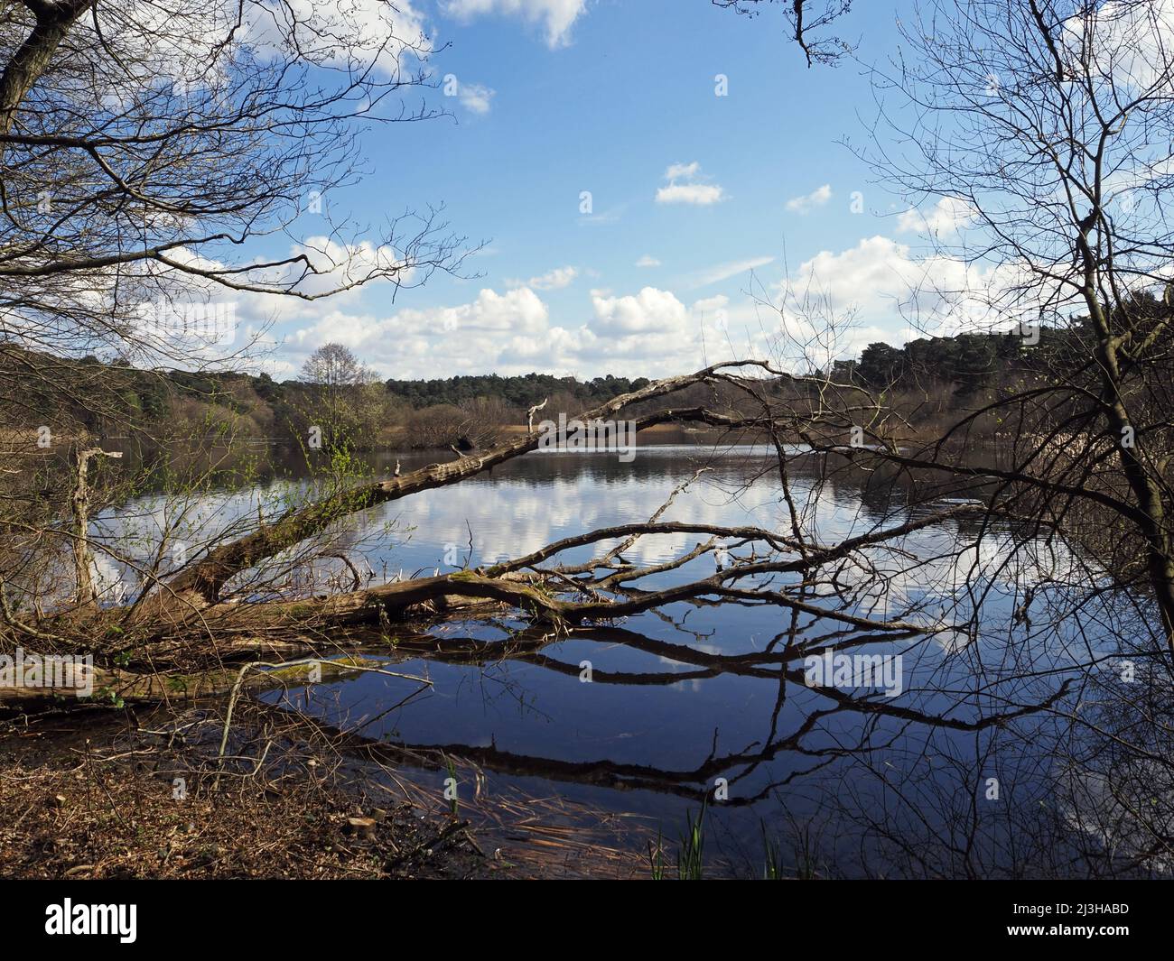 Lago Boldermere a Wisley e Ockham Common, Chatley Heath, Surrey, Regno Unito. Foto Stock