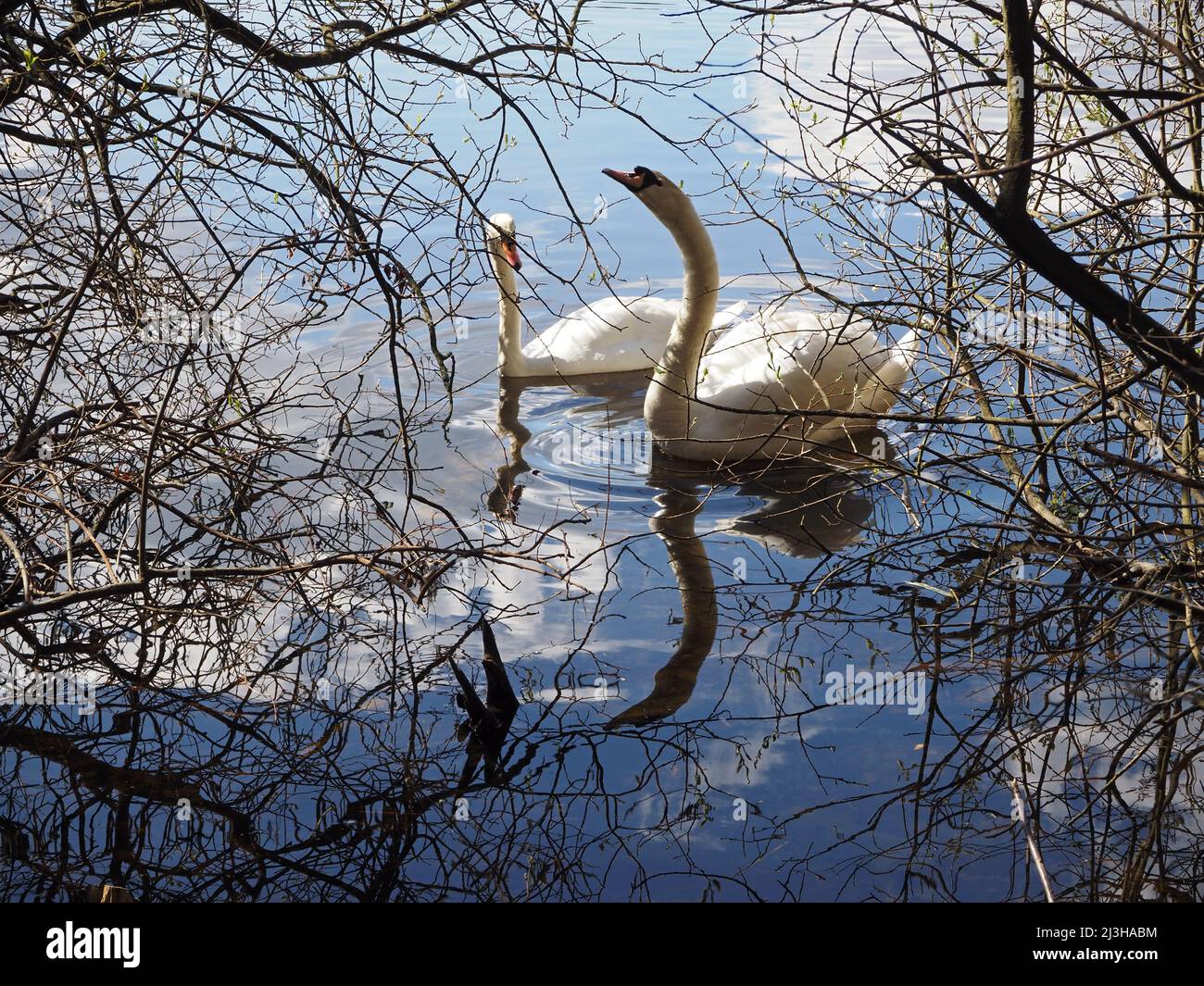Cigni sul lago Boldermere a Wisley e Ockham Common, Chatley Heath, Surrey, Regno Unito. Foto Stock