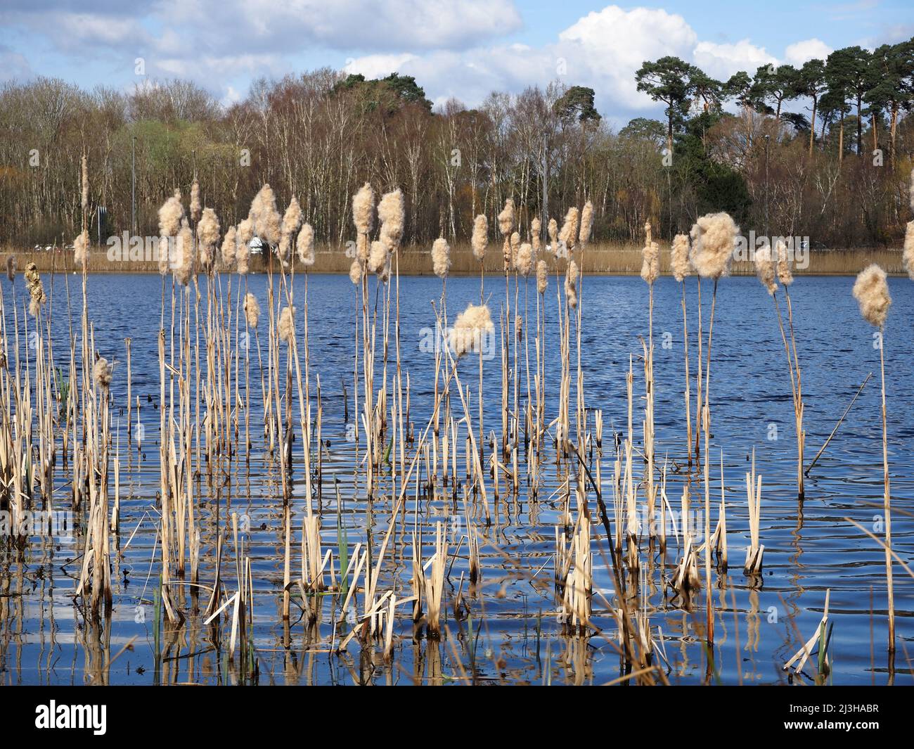 Lago Boldermere a Wisley e Ockham Common, Chatley Heath, Surrey, Regno Unito. Foto Stock