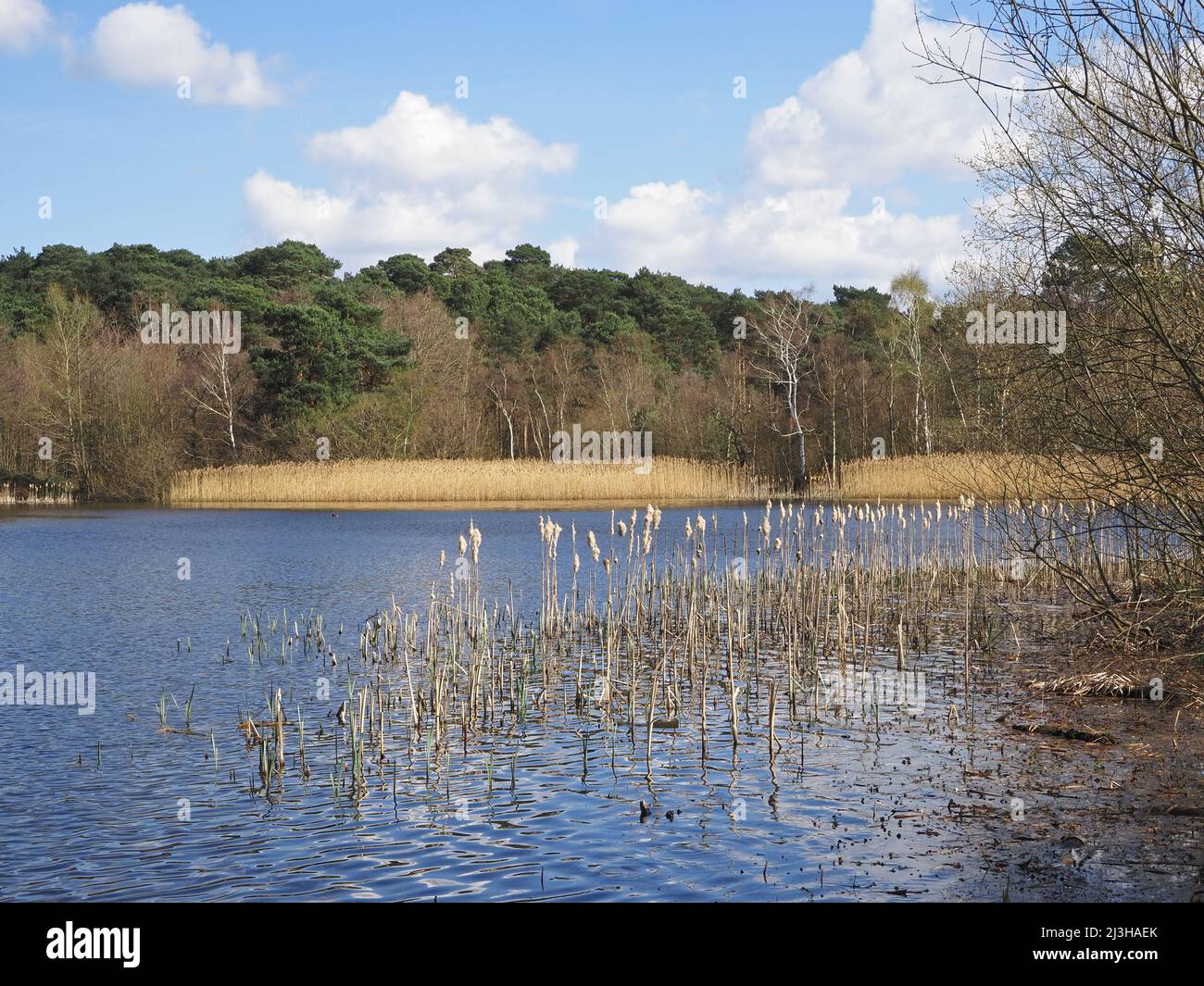 Lago Boldermere a Wisley e Ockham Common, Chatley Heath, Surrey, Regno Unito. Foto Stock