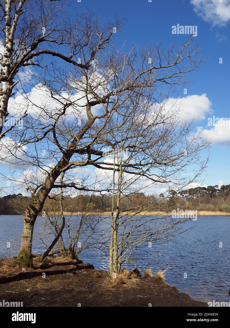 Lago Boldermere a Wisley e Ockham Common, Chatley Heath, Surrey, Regno Unito. Foto Stock