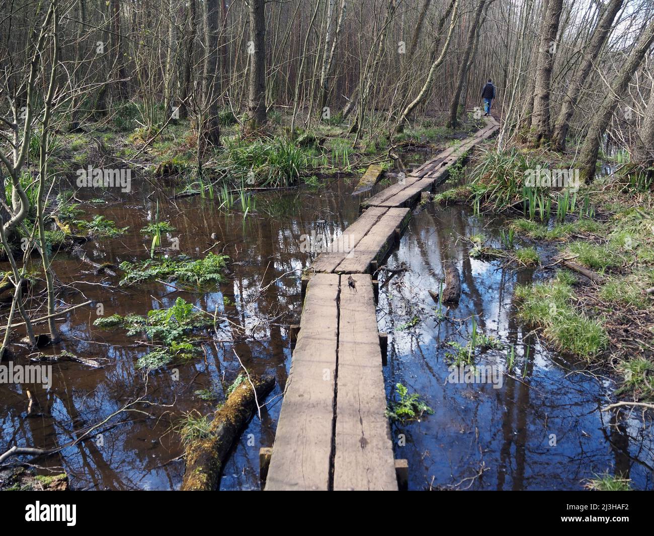 Passerella accanto al lago Boldermere a Wisley e Ockham Common, Chatley Heath, Surrey, Regno Unito. Foto Stock